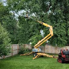 How Our Tree Care Process Works  in Chesnut Hill, PA